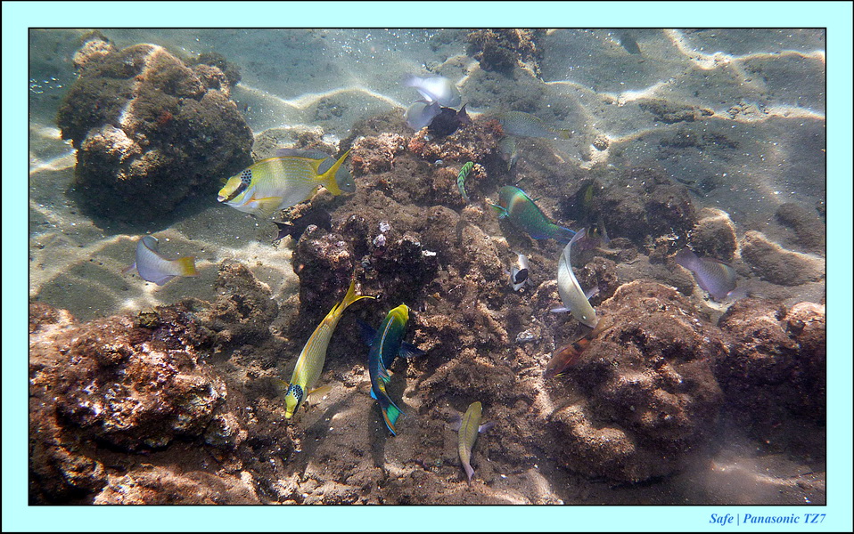 2012 - 07 - Dauin Sanctuary 43